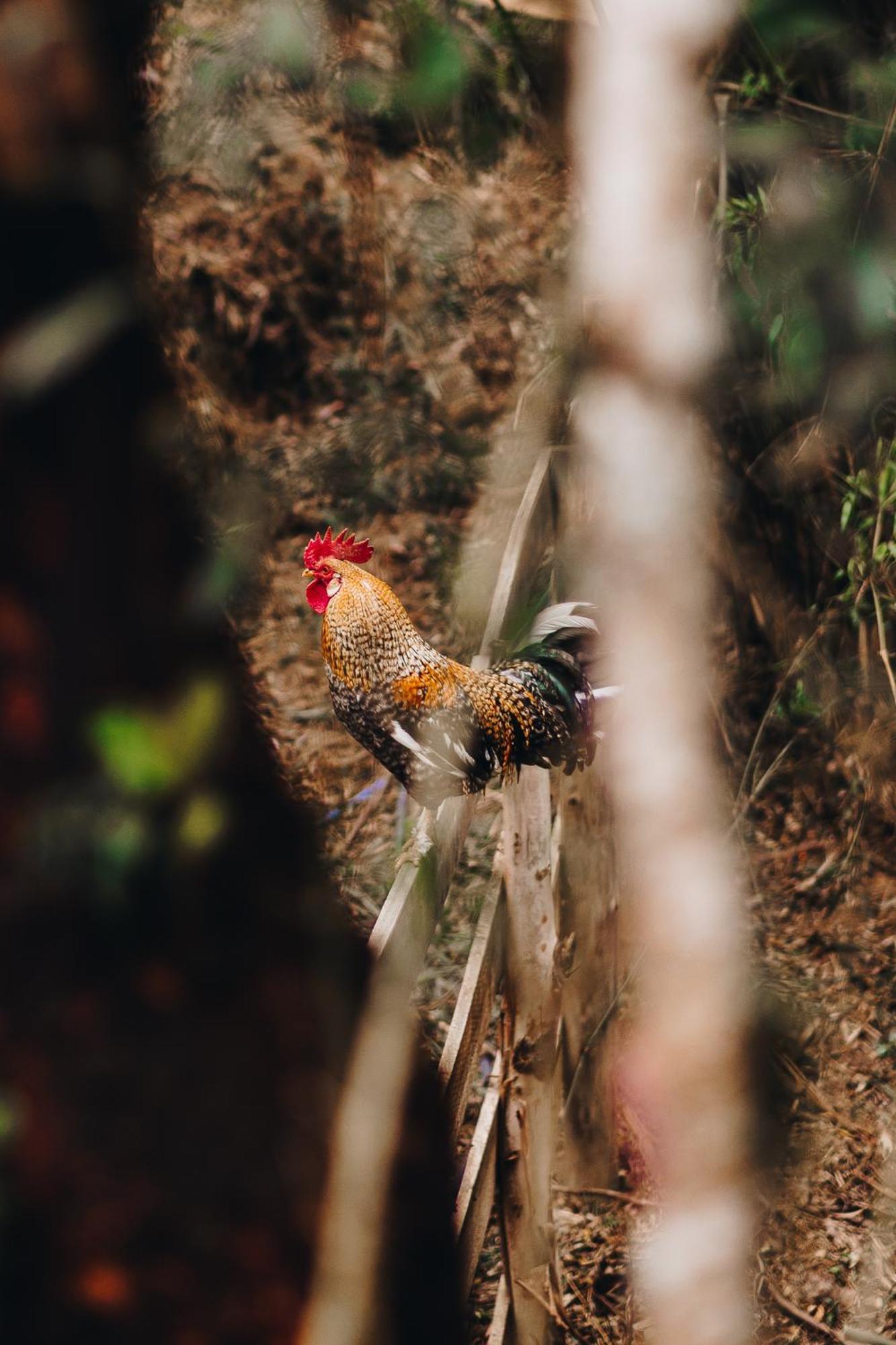 Floresta Secreta- Pousada Cachoeira Da Neve Urubici Exteriér fotografie